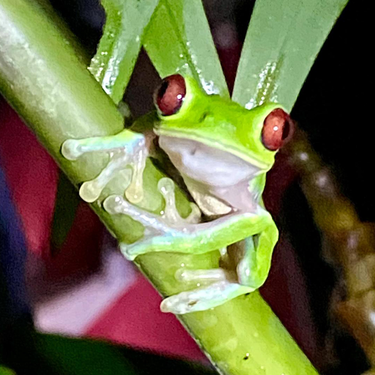 TREE FROG by William Knuckey